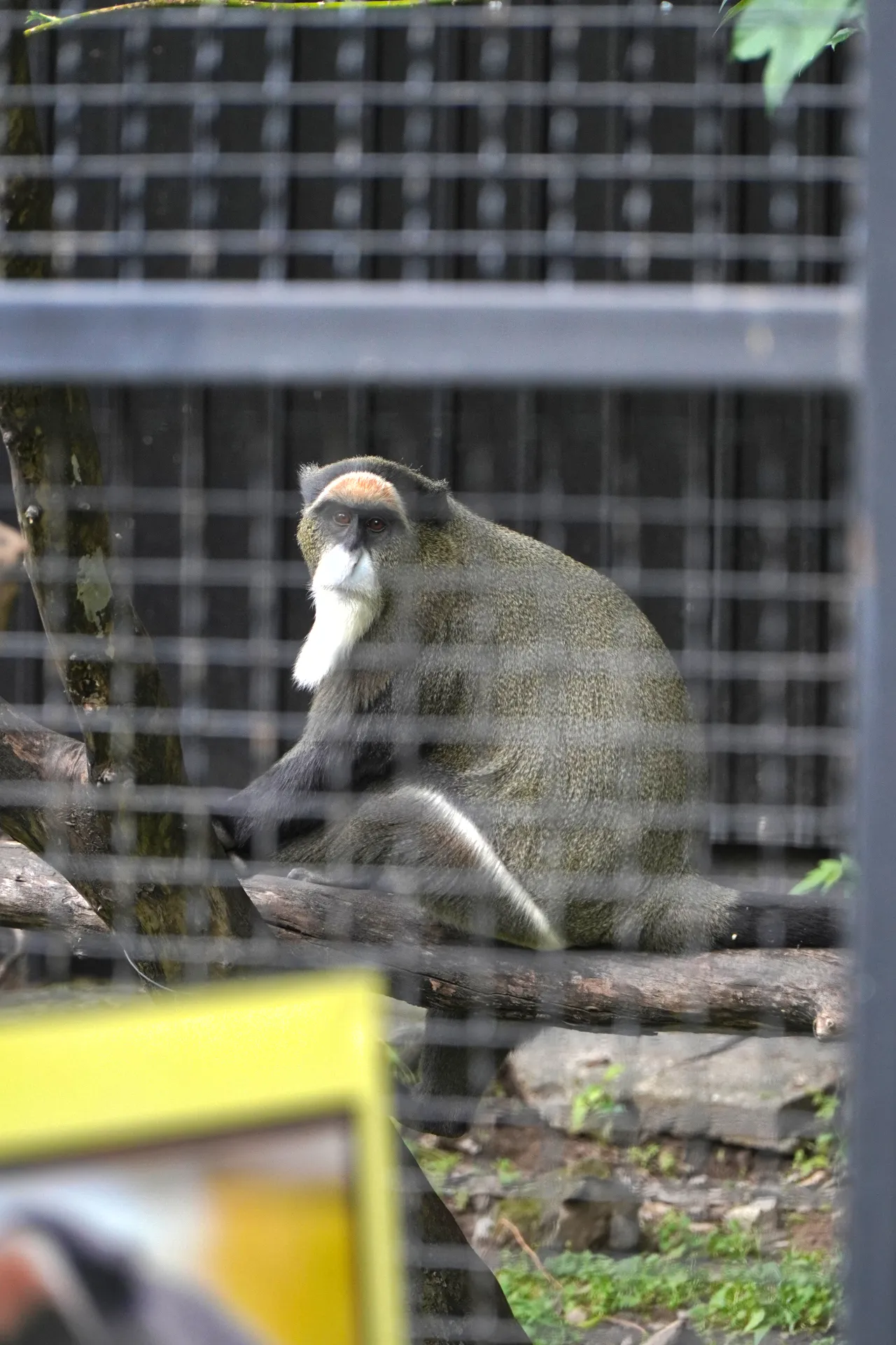 A De Brazza's monkey perched on a branch in an enclosure at the Palić Zoo, Serbia, with visible cage bars in the foreground.