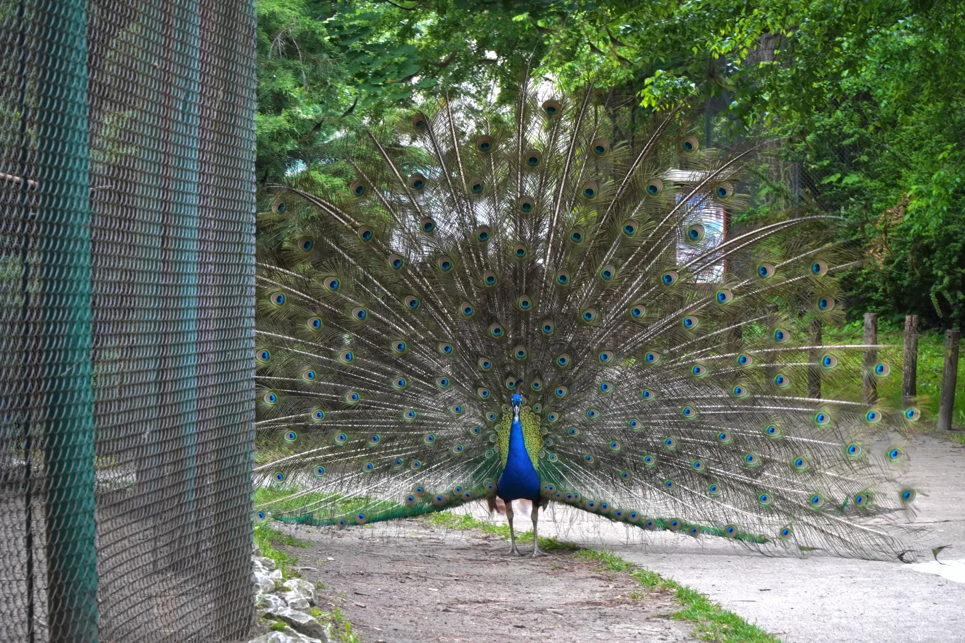A male peacock with its iridescent tail feathers fanned out stands on a path in Palic, Serbia, next to a metal fence with lush green trees in the background.