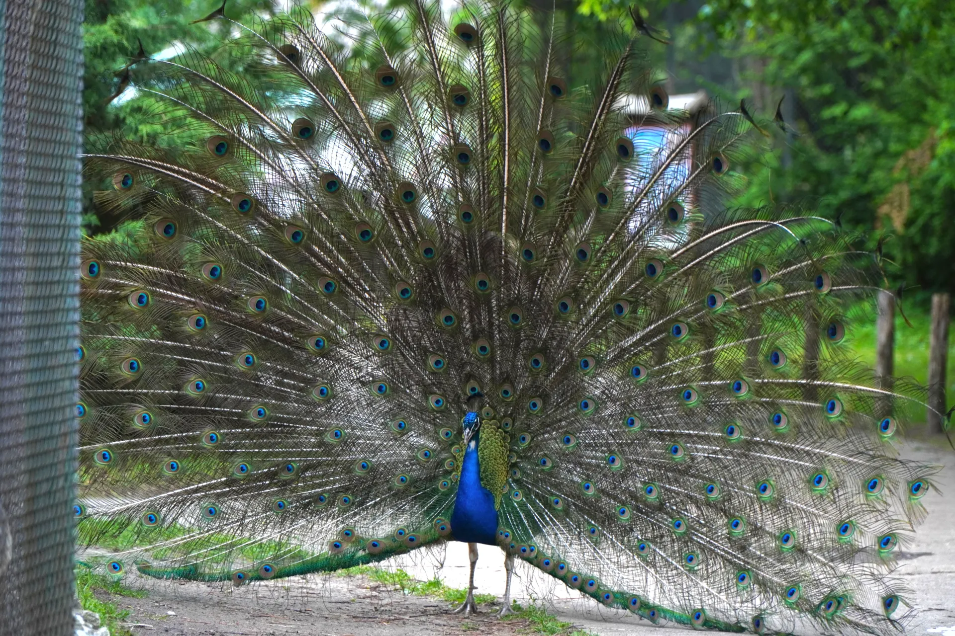 A male peacock stands with its large, fanned tail feathers displaying numerous colorful 'eyes' in Palic, Serbia.