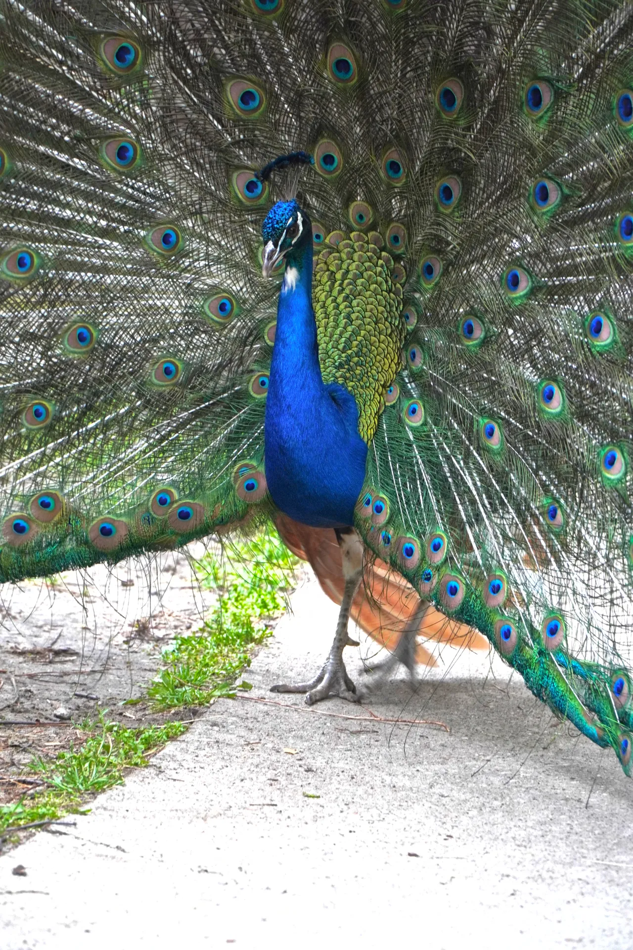 A male peacock stands with its tail feathers spread wide, showcasing the vibrant blues, greens, and eye-like patterns, on a pathway in Palic, Serbia.