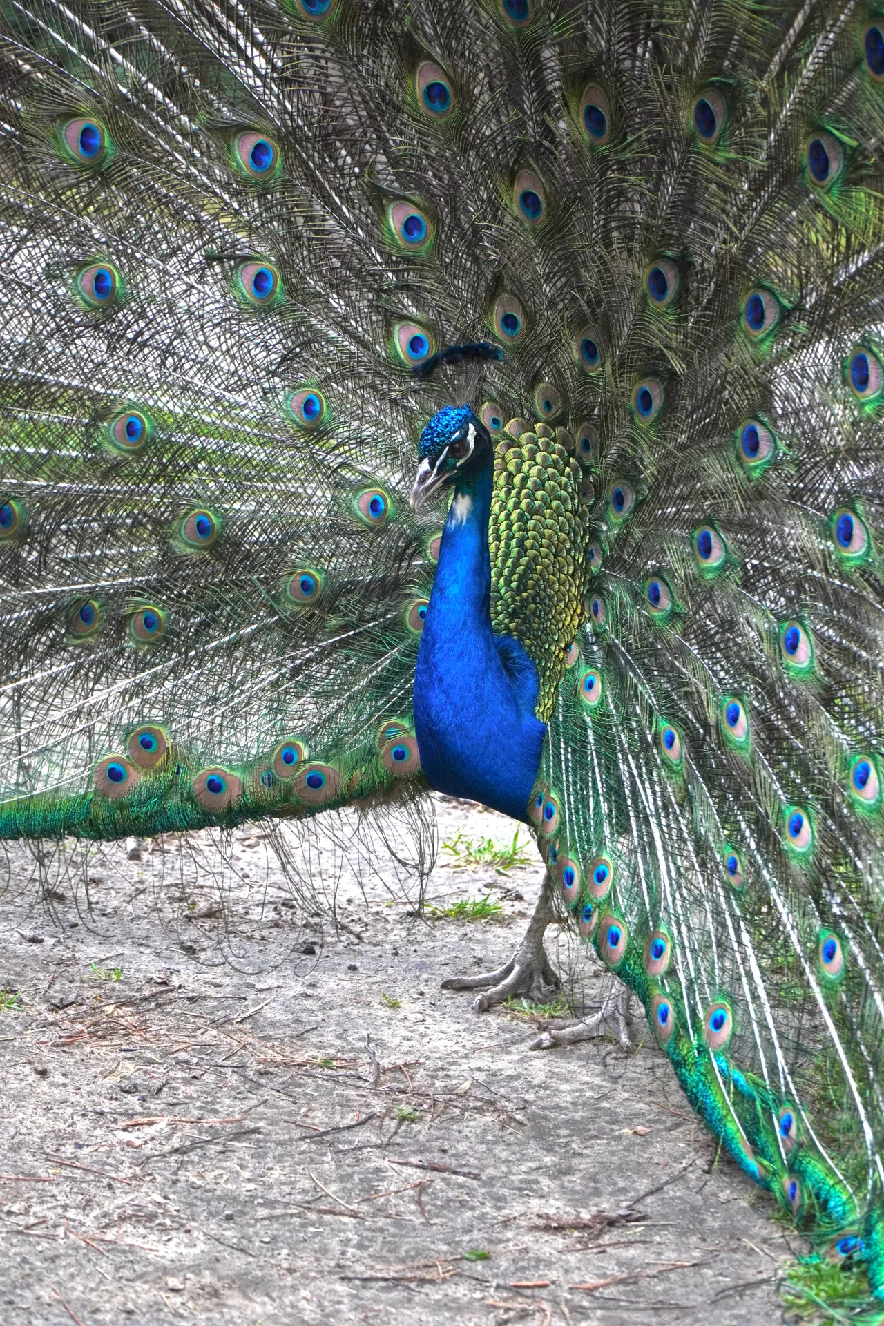 A male peacock in Palic, Serbia, stands with its tail feathers fanned out in a spectacular display of iridescent blues, greens, and purples, featuring numerous eye-like spots.