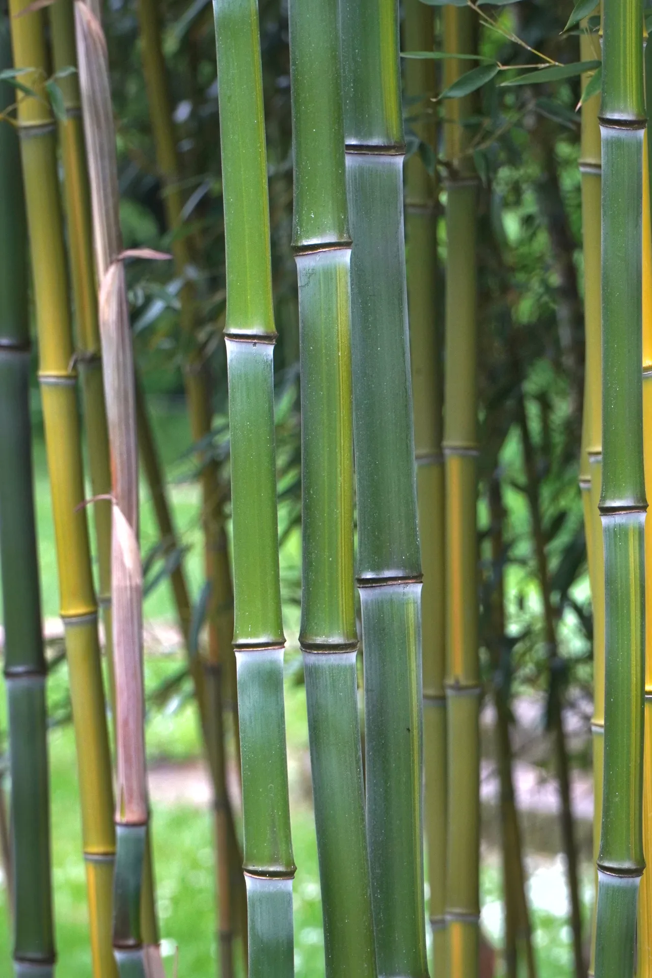A dense cluster of tall, green bamboo stalks in Palic, Serbia, with some stalks showing yellow hues. The background is a soft blur of green leaves and grass.