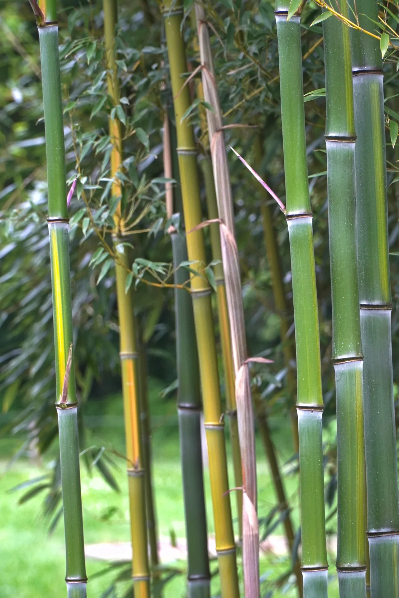 Close-up view of tall green and yellow bamboo stalks with leaves and a blurred green background.