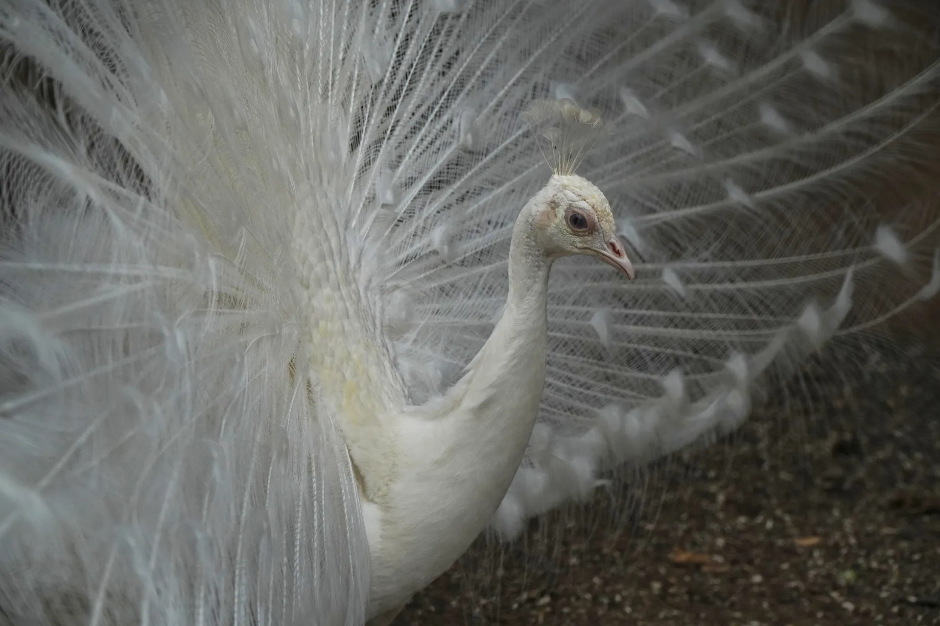 A white peacock with its tail feathers fanned out, showing intricate detail, photographed in Palic, Serbia.