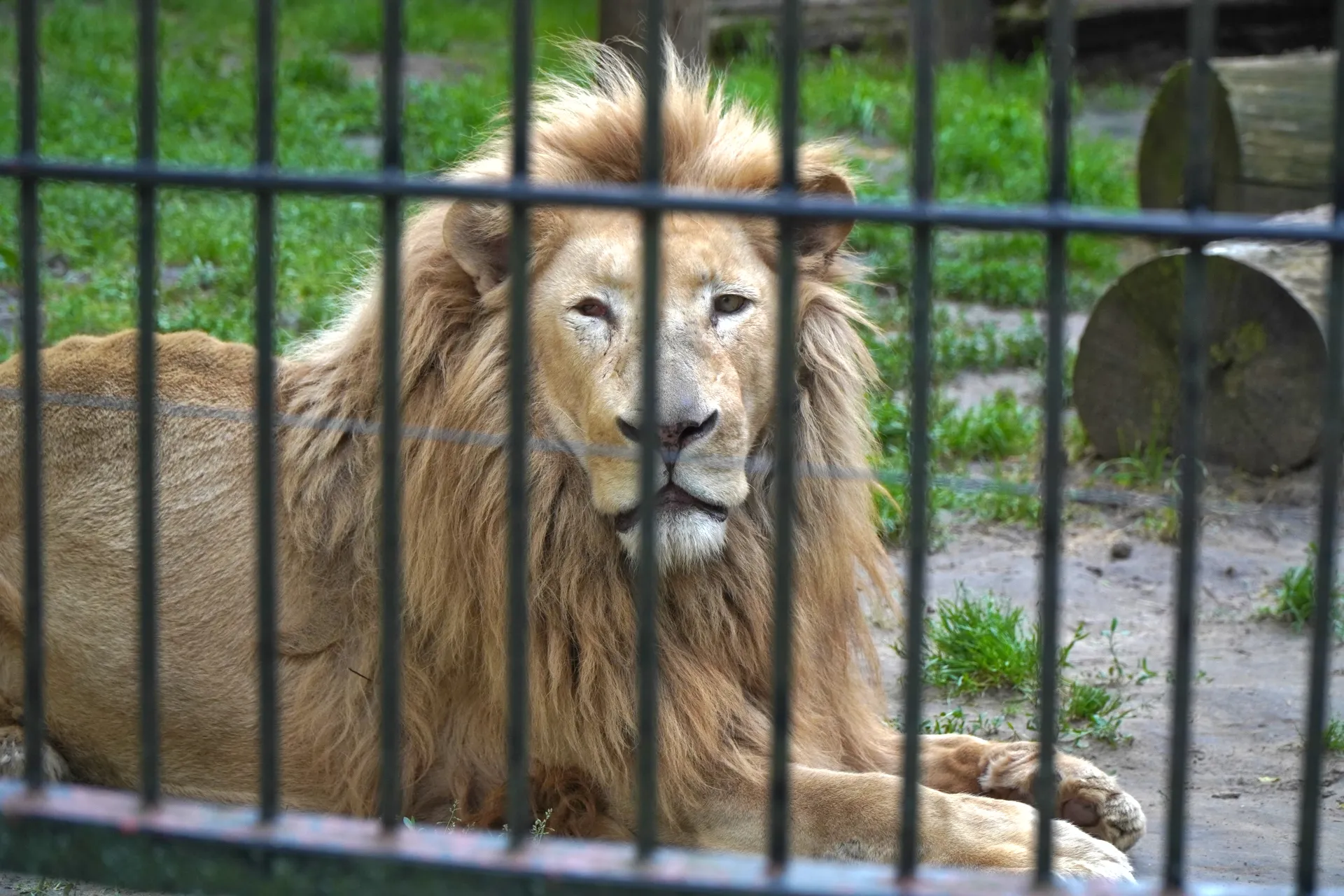 A lion with a light-colored mane rests behind a metal fence at the Palic Zoo, with green grass and wooden logs visible in the background.