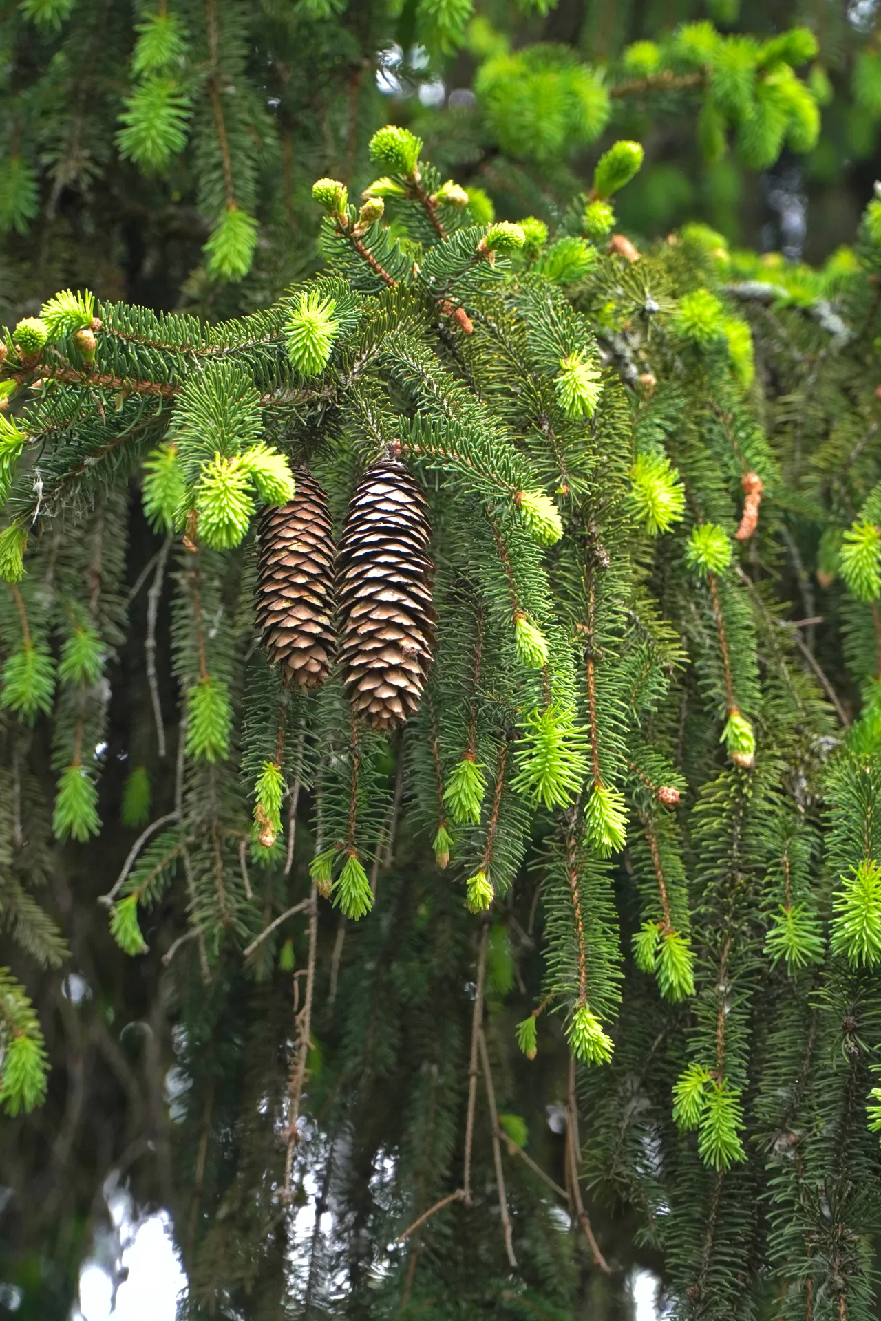 Two brown pine cones hanging vertically from a green spruce tree branch with fresh green needles.