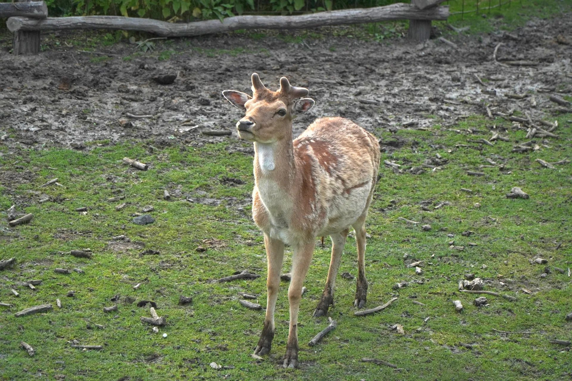 A young deer with short, branched antlers stands in a grassy area with muddy patches and a wooden barrier behind it.