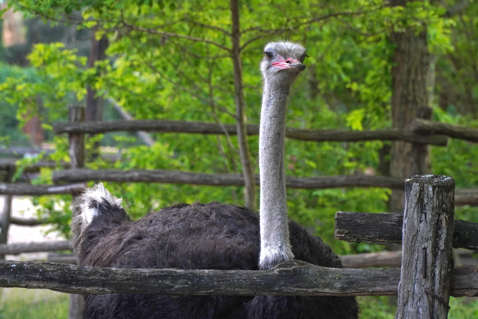 An ostrich with its long neck visible above a rustic wooden fence, surrounded by green foliage, in Palic, Serbia.