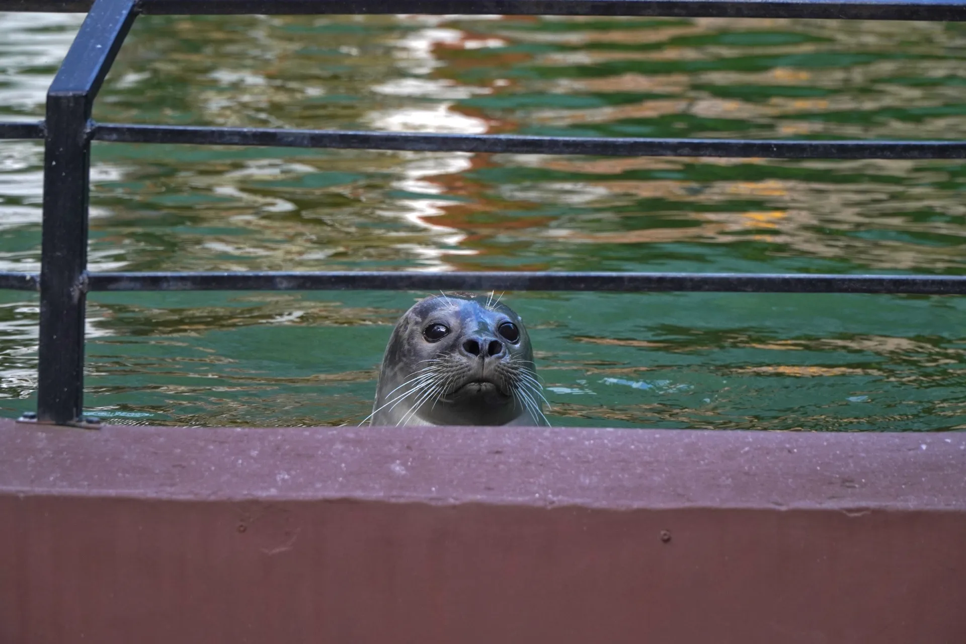 A seal with big eyes and long white whiskers pokes its head out of the water, looking curious. It is framed by a black metal fence and a reddish-brown structure in the foreground.