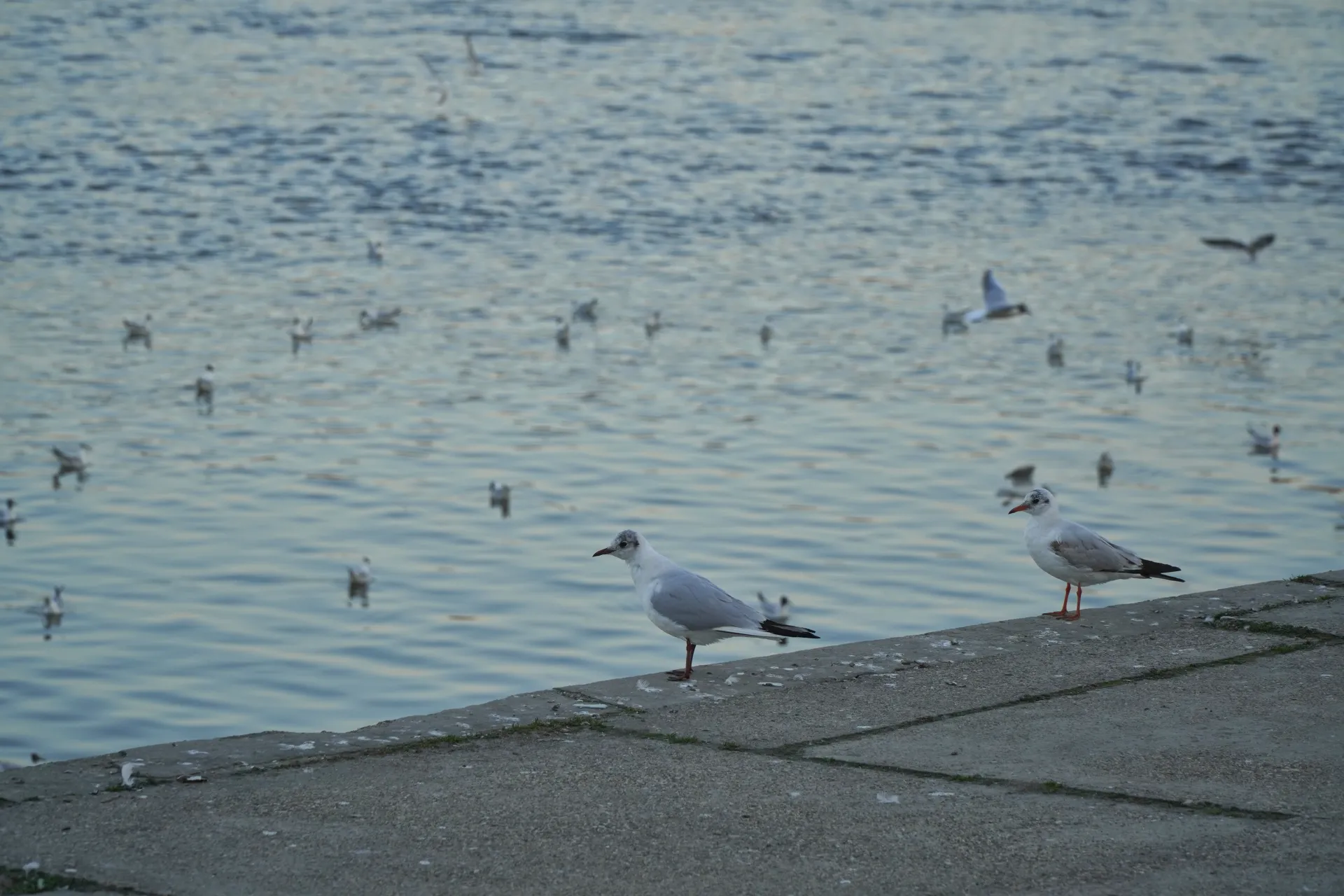 Two seagulls stand on a concrete riverbank with numerous other seagulls in the calm Danube River in Novi Sad, Serbia.