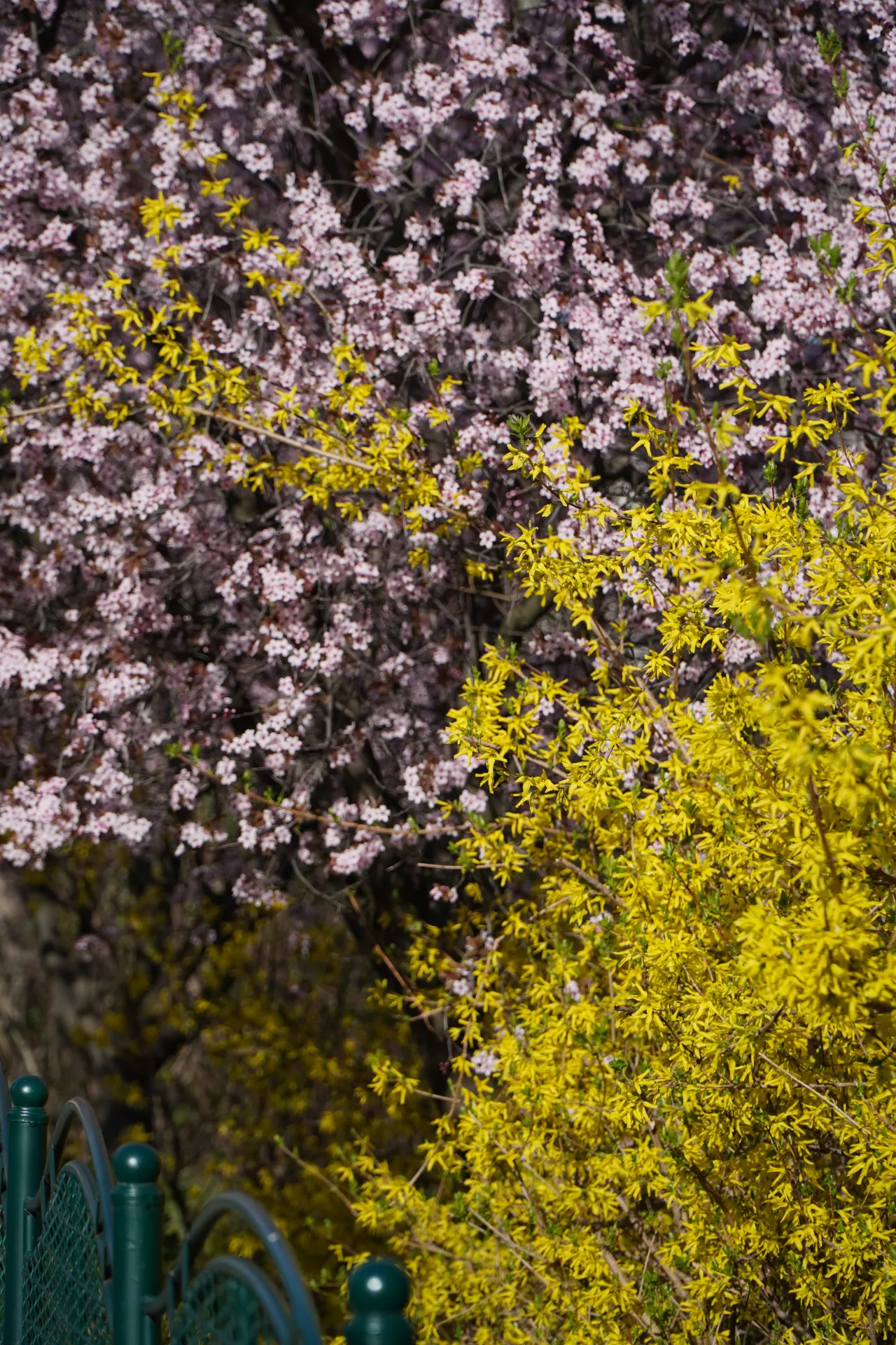 A close-up view of a forsythia bush with bright yellow flowers next to a cherry tree covered in small pink blossoms, with a green metal fence partially visible in the foreground, symbolizing spring in Novi Sad, Serbia.