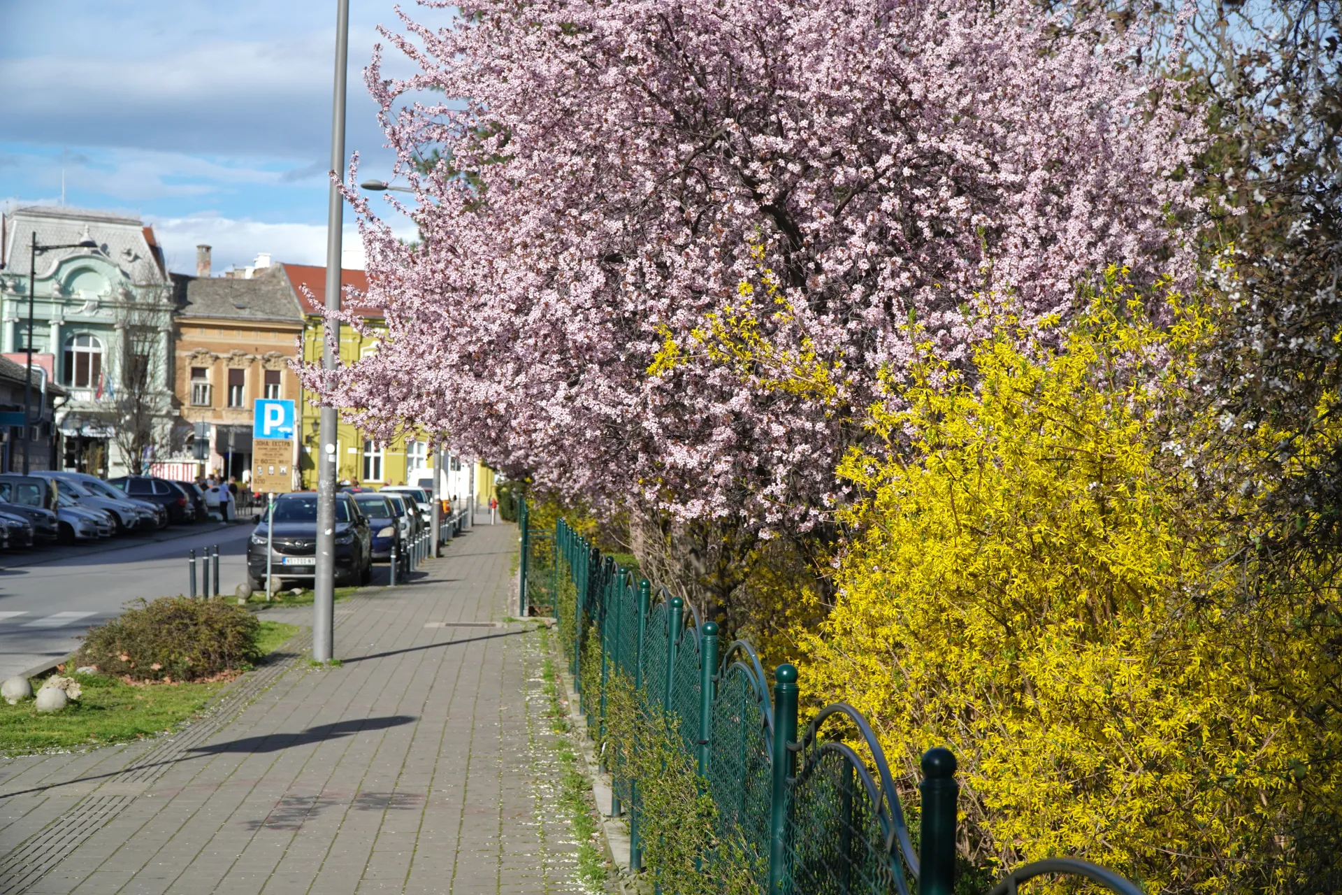 Улица в Нови-Саде, Сербия, с тротуаром, вдоль которого растут цветущие розовые вишни и ярко-желтые кусты форзиции, с припаркованными автомобилями и традиционными зданиями на заднем плане.