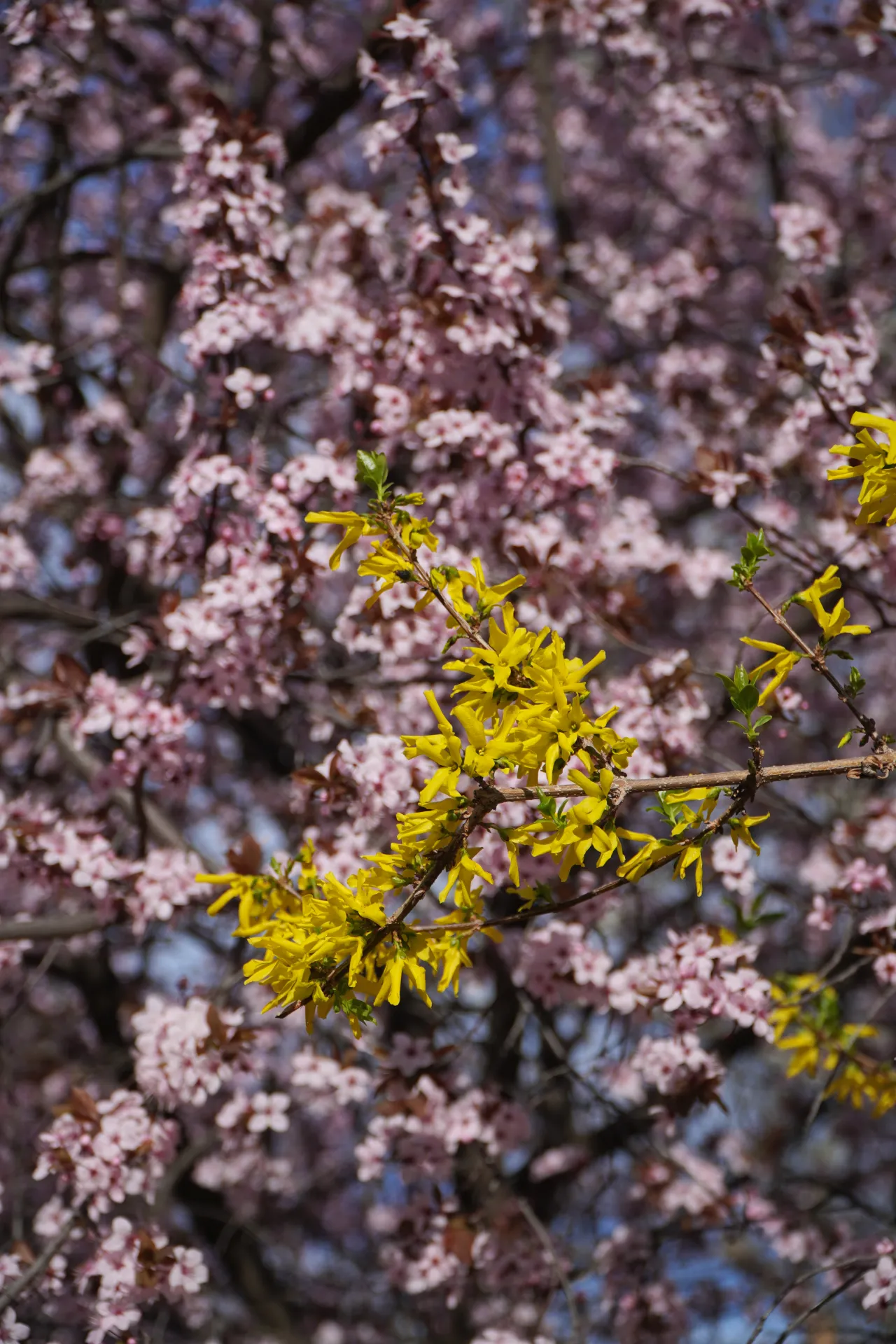 Close-up of yellow forsythia flowers and pink cherry blossoms in bloom, with Novi Sad, Serbia in the background.
