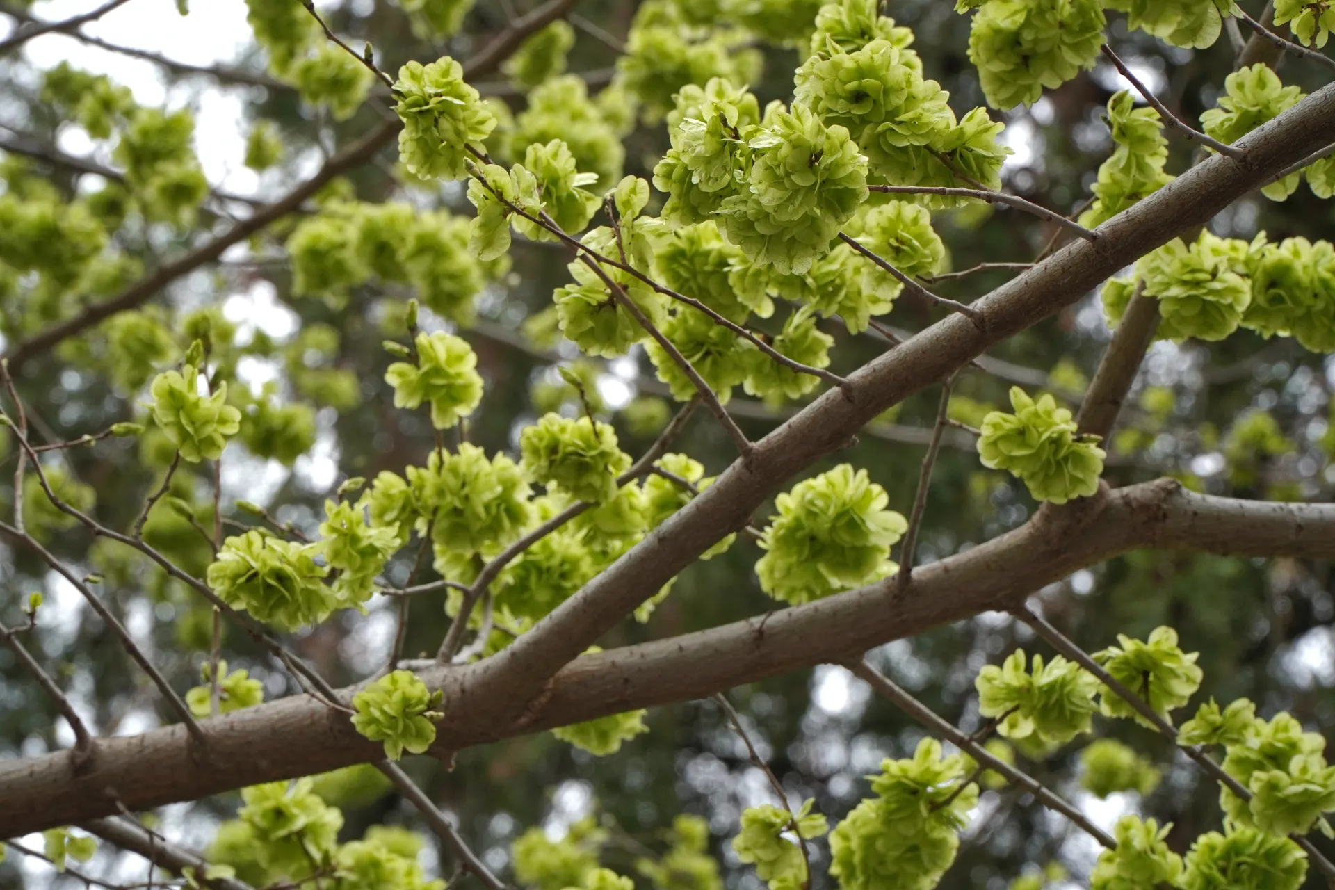 Light green tree blossoms on branches in Novi Sad, Serbia.