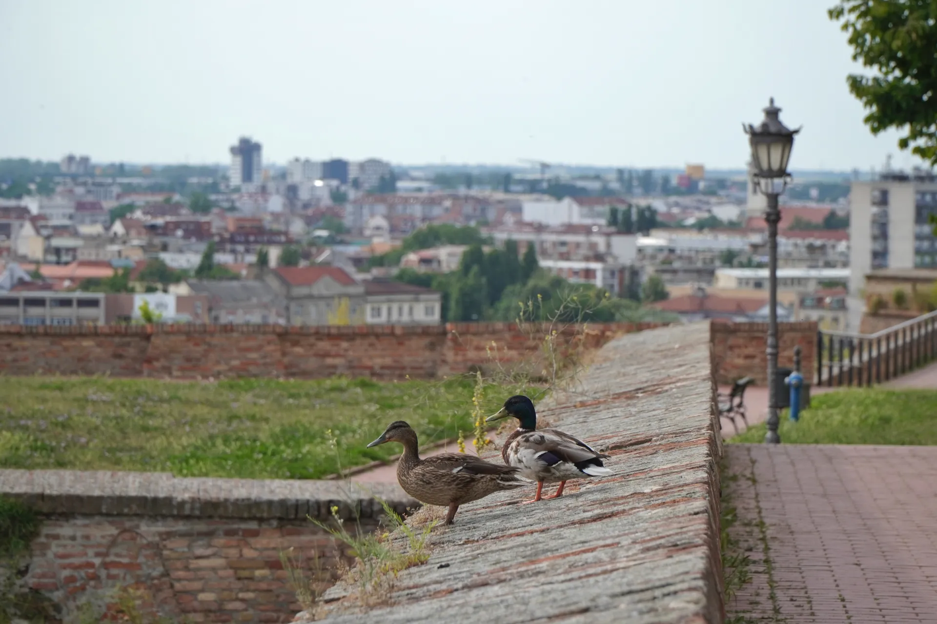 Dve divlje guske koje se odmaraju na ciglanom zidu sa pogledom na gradski pejzaž Novog Sada, Srbija.