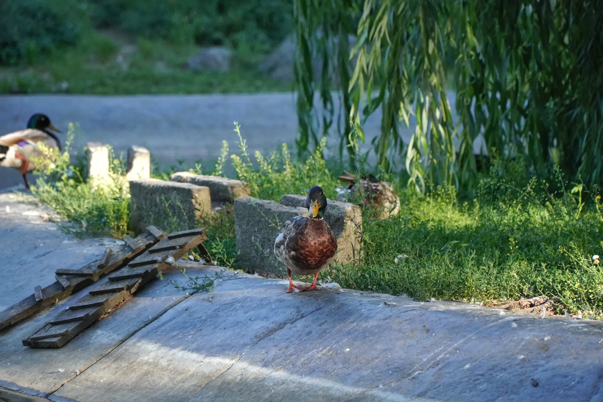 Divlja patka sa braon i zelenim perjem stoji na teksturiranoj kamenoj površini pored zelene vegetacije i vode, sa plačljivom vrbom iznad.