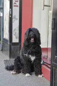 A black Portuguese Water Dog with shaggy fur sits on a sidewalk in front of a building with red and glass elements in Zagreb, Croatia.