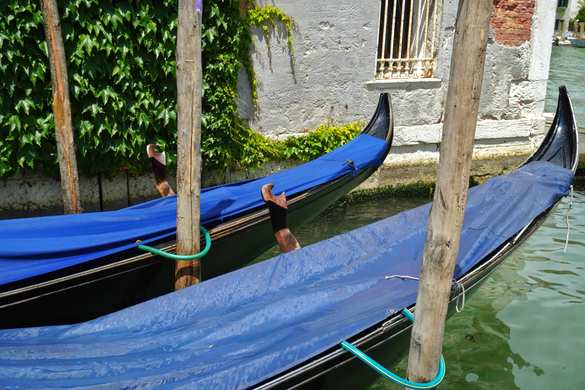 Two blue-covered gondolas are tied to wooden posts in a Venetian canal, with ivy growing on a building wall in the background.