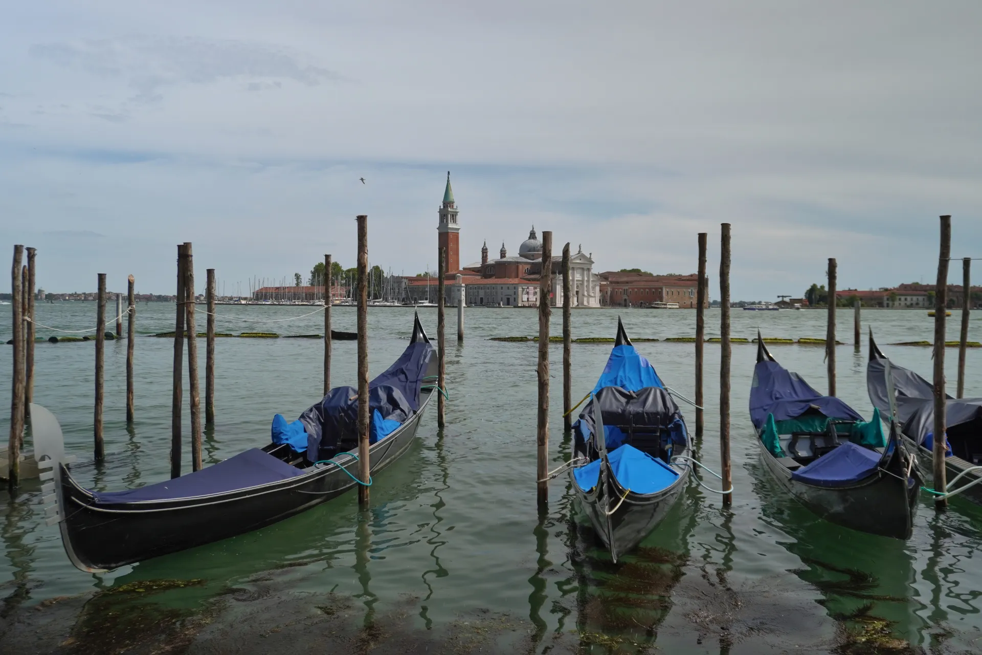 Several gondolas covered with blue tarps are tied to wooden poles in the water, with the San Giorgio Maggiore church and bell tower visible across the canal in Venice.