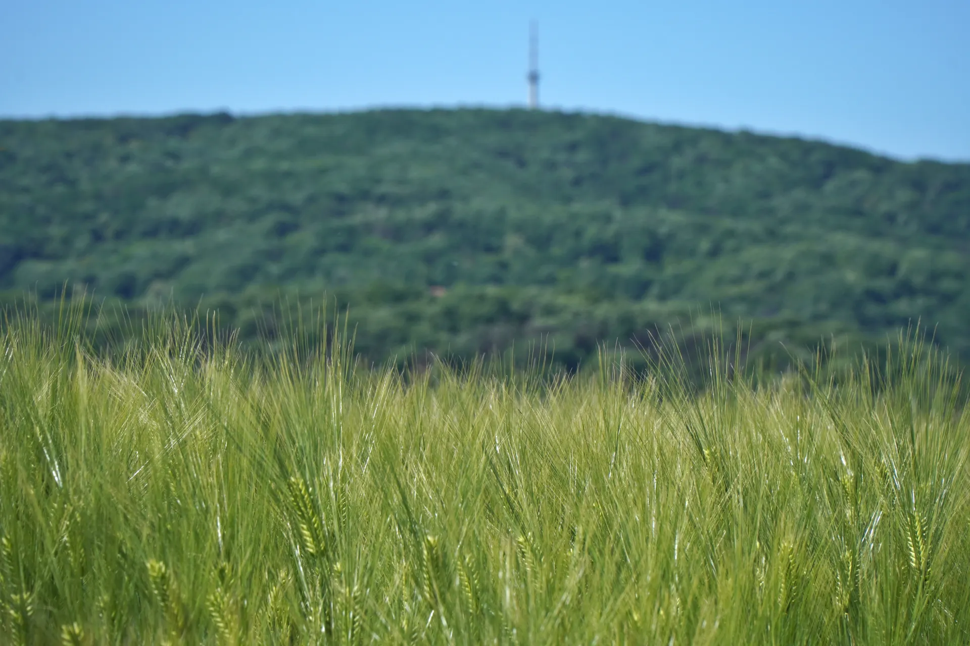 Krupni plan zelenih klasova pšenice na polju, sa zamućenom pozadinom pošumljenog brda na Fruškoj Gori u Srbiji, i telebašnjom vidljivom na njenom vrhu pod plavim nebom.