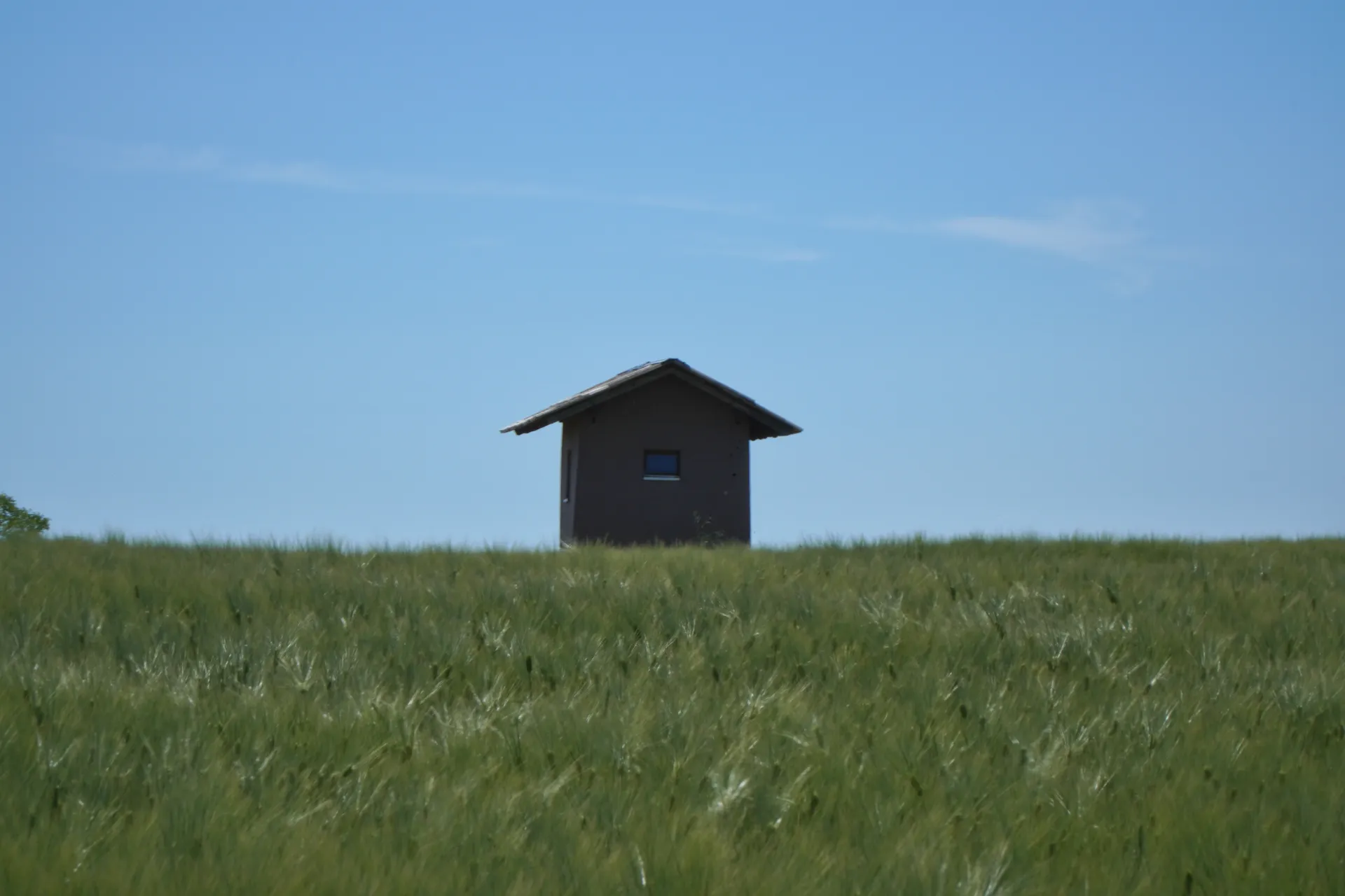 A small, dark, isolated building resembling a hunting blind stands in a green wheat field under a clear blue sky, located near Fruška Gora, Novi Sad, Serbia.