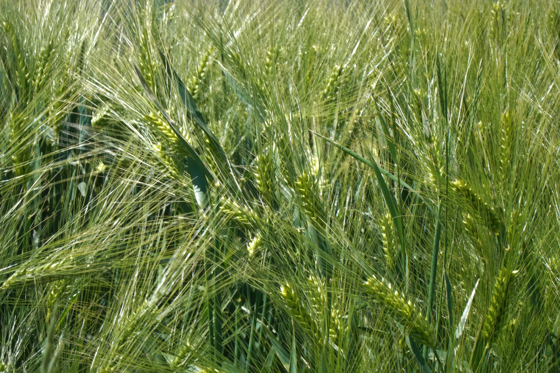 Krupni plan zelenih stabljika pšenice koje rastu na polju na Fruškoj Gori blizu Novog Sada, Srbija, sa sunčevom svetlošću koja prodire.