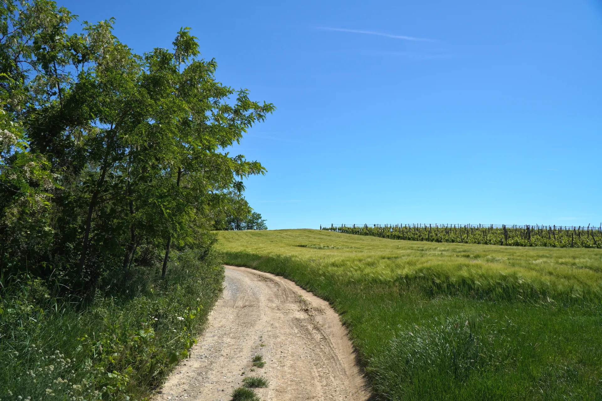 A dirt road curves through green fields, with trees on the left and a vineyard on a hill in the distance under a clear blue sky in Novi Sad, Serbia.