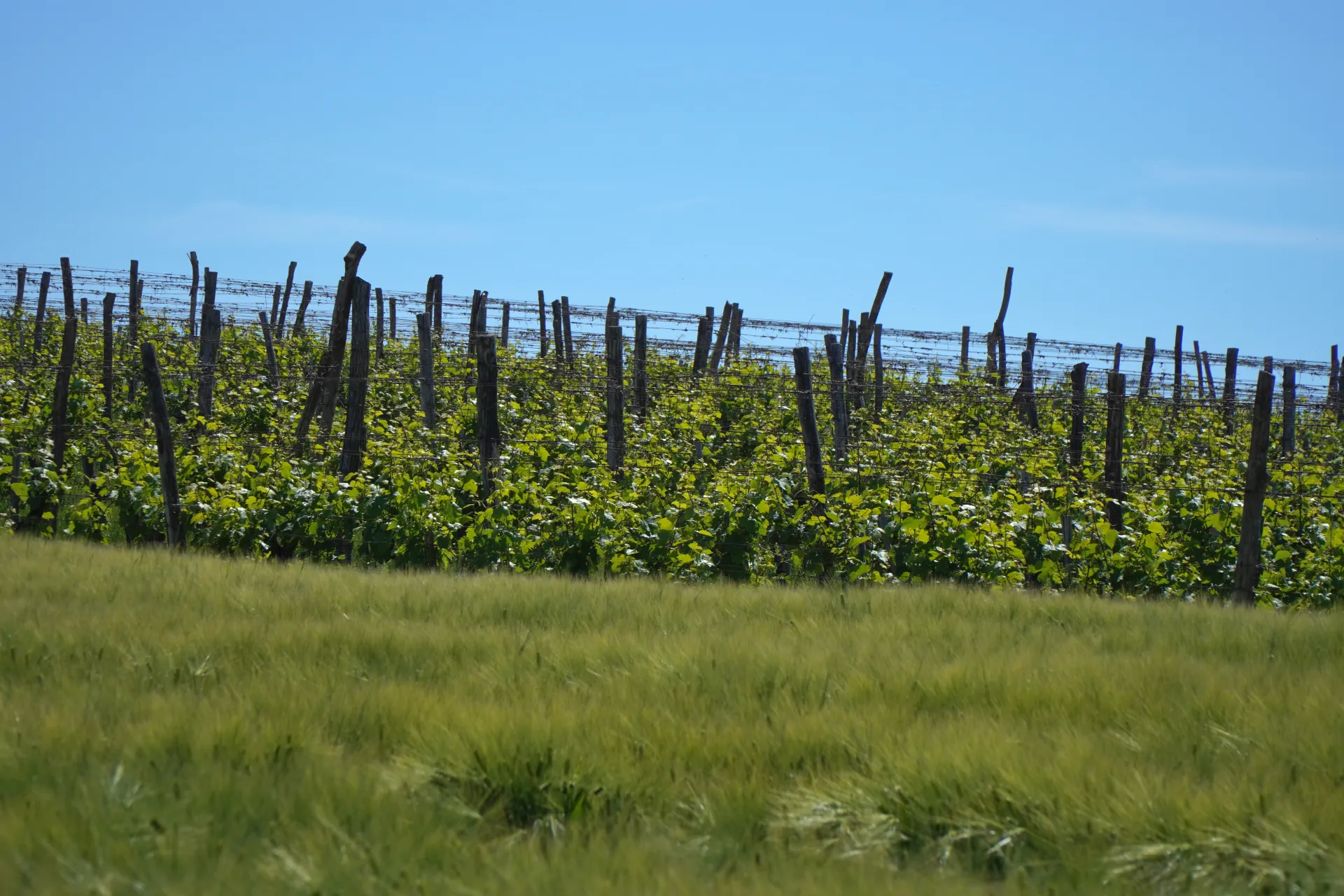 A lush vineyard with green grapevines and wooden stakes on the slopes of Fruška Gora, Serbia, with a field of green wheat in the foreground and a clear blue sky above.